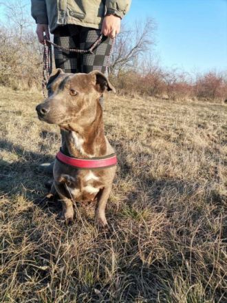 Lili, Geschlecht: Hündin Rasse: Dackel Geb: 11.07.2020