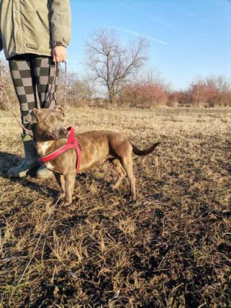 Lili, Geschlecht: Hündin Rasse: Dackel Geb: 11.07.2020