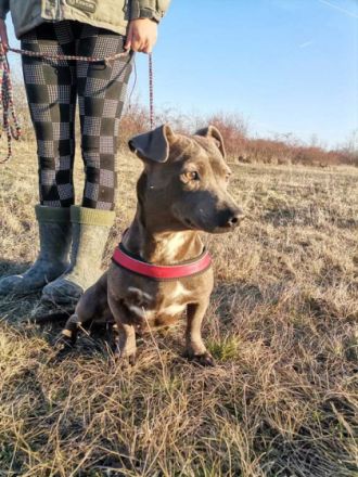 Lili, Geschlecht: Hündin Rasse: Dackel Geb: 11.07.2020