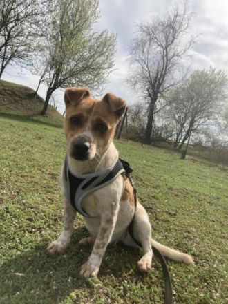 Csipe, Geschlecht: Hündin Rasse: Mischling Geb: 14.11