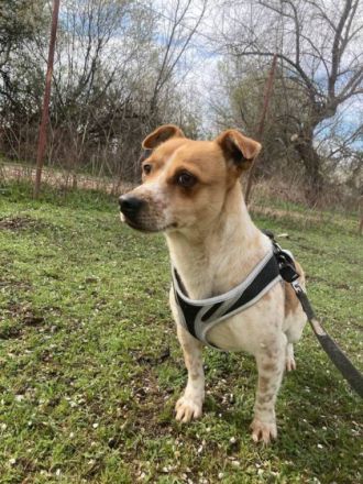 Csipe, Geschlecht: Hündin Rasse: Mischling Geb: 14.11