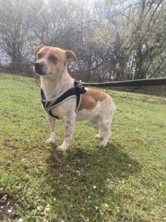 Csipe, Geschlecht: Hündin Rasse: Mischling Geb: 14.11