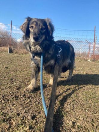 Maggie, Geschlecht: Hündin Rasse: Dackel-Mix Geb: 04.03