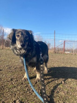 Maggie, Geschlecht: Hündin Rasse: Dackel-Mix Geb: 04.03