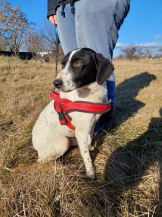 Heidi, Geschlecht: Hündin Rasse: Mischling Geb: 23.10