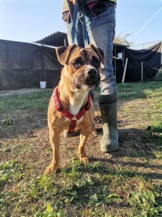 Tamy, Geschlecht: Hündin Rasse: Mischling Geb: 10.07