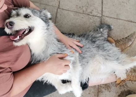 Alice, Geschlecht: Hündin Rasse: Mischling Geb: 19.12