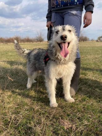 Alice, Geschlecht: Hündin Rasse: Mischling Geb: 19.12