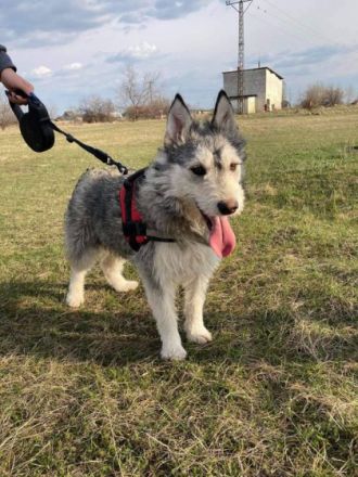 Alice, Geschlecht: Hündin Rasse: Mischling Geb: 19.12