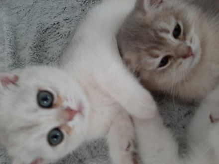 3 süsse BkH Kitten suchen tolle Besitzern. 2 Mädchen