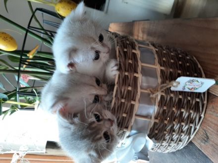 3 süsse BkH Kitten suchen tolle Besitzern. 2 Mädchen