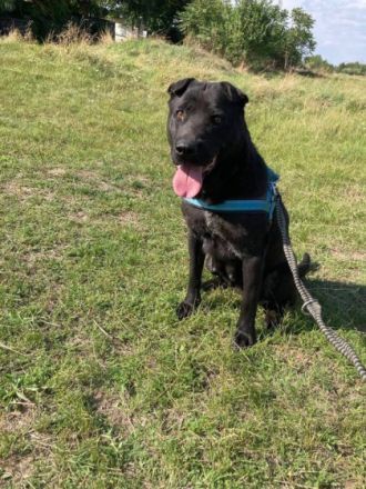 Trixie, Geschlecht: Hündin Rasse: Shar-Pai Mischling