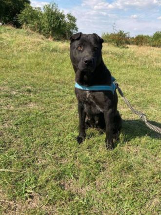 Trixie, Geschlecht: Hündin Rasse: Shar-Pai Mischling