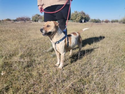 Faith, Geschlecht: Hündin Rasse: Mischling Geb: 02.02