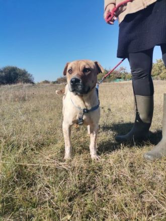 Faith, Geschlecht: Hündin Rasse: Mischling Geb: 02.02