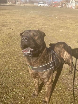 Lexi, Geschlecht: Hündin Rasse: SharPei-Mischling Geb: