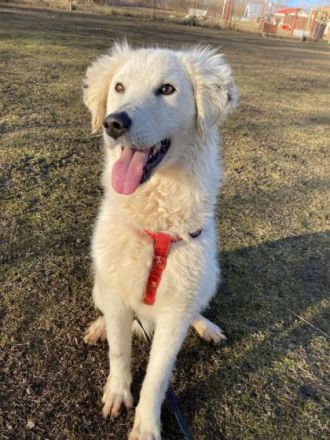 Dakota, Geschlecht: Hündin Rasse: Kuvasz Mix Geb: 27.08