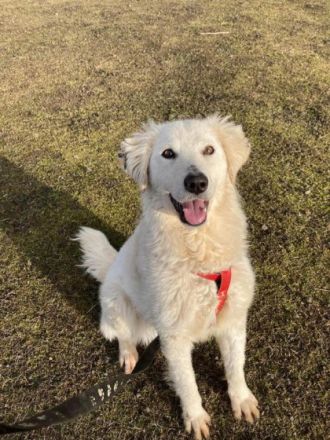 Dakota, Geschlecht: Hündin Rasse: Kuvasz Mix Geb: 27.08