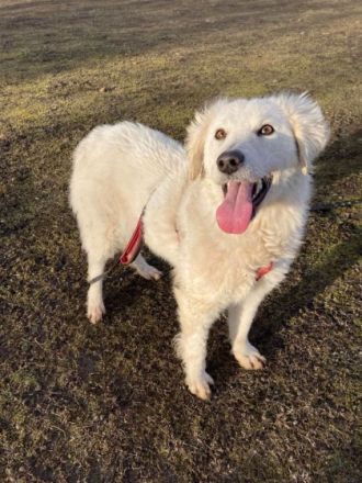 Dakota, Geschlecht: Hündin Rasse: Kuvasz Mix Geb: 27.08