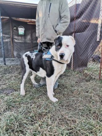 Mona, Geschlecht: Hündin Rasse: Mischling Geb: 01.04