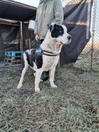 Mona, Geschlecht: Hündin Rasse: Mischling Geb: 01.04