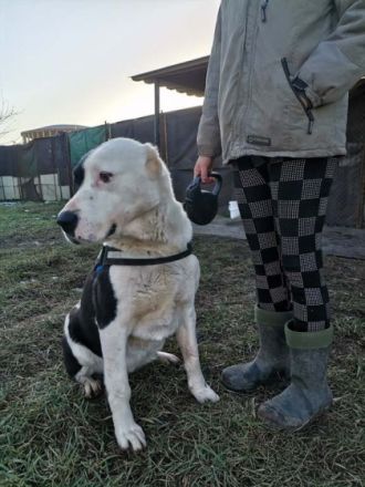 Mona, Geschlecht: Hündin Rasse: Mischling Geb: 01.04