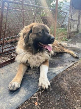 Kira, Geschlecht: Hündin Rasse: Mischling Geb: 16.06