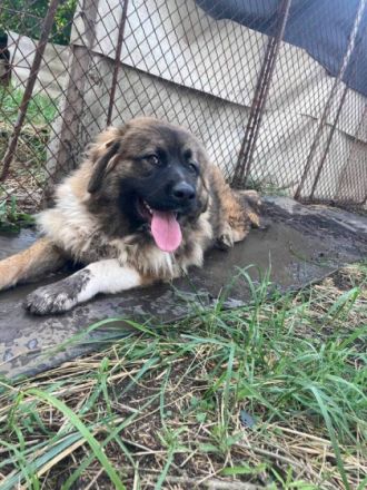 Kira, Geschlecht: Hündin Rasse: Mischling Geb: 16.06