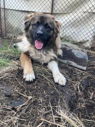 Kira, Geschlecht: Hündin Rasse: Mischling Geb: 16.06