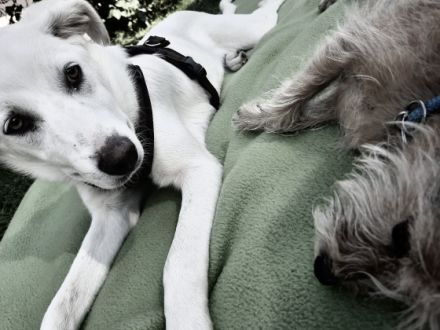 Hedwig ist eine 1 jährige typische Junghündin, die sehr