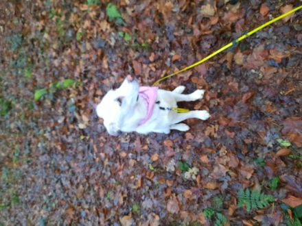 Hedwig ist eine 1 jährige typische Junghündin, die sehr