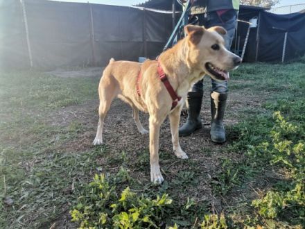 Szofi, Geschlecht : Hündin Rasse: Mischling Geb: 20.04
