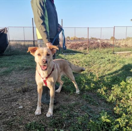 Szofi, Geschlecht : Hündin Rasse: Mischling Geb: 20.04