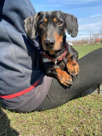 Picike, Geschlecht: Rüde Rasse: Dackel Geb: 01.03.2011