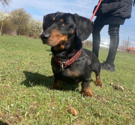 Picike, Geschlecht: Rüde Rasse: Dackel Geb: 01.03.2011