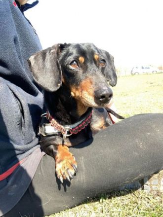 Picike, Geschlecht: Rüde Rasse: Dackel Geb: 01.03.2011