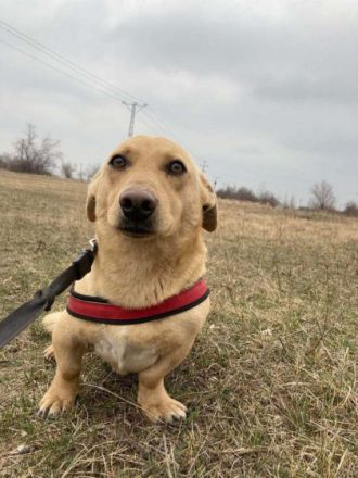 Zsömi, Geschlecht: Rüde Rasse: Mischling Geb: ca. 2019