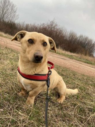 Zsömi, Geschlecht: Rüde Rasse: Mischling Geb: ca. 2019