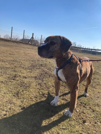 Rocco, Geschlecht: Rüde Rasse: Mischling Geb: 30.05