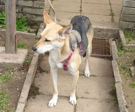 Baby, Leider muss ich meine Mischlings-Schäferhündin