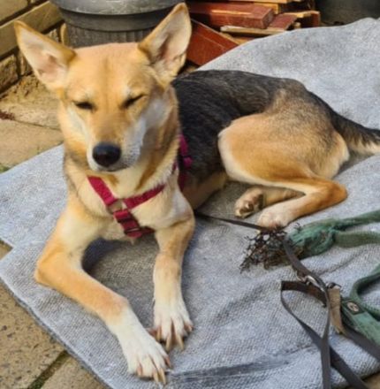 Baby, Leider muss ich meine Mischlings-Schäferhündin