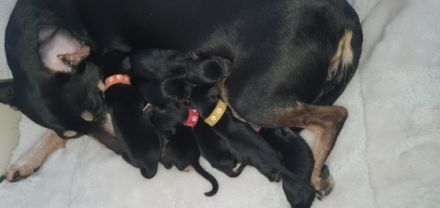 Am 07.04.2022 wurde unsere 7 zwerge geboren, momentan