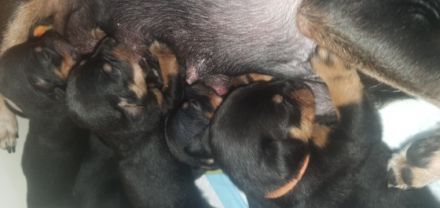 Am 07.04.2022 wurde unsere 7 zwerge geboren, momentan