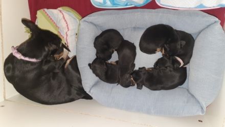 Am 07.04.2022 wurde unsere 7 zwerge geboren, momentan