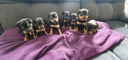 Am 07.04.2022 wurde unsere 7 zwerge geboren, momentan