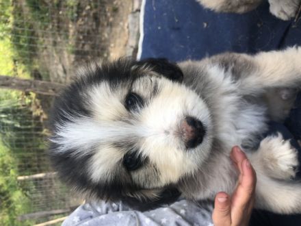 Unsere kleinen Welpen dürfen ab Juli, mit 4 Monaten in