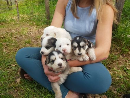 Unsere kleinen Welpen dürfen ab Juli, mit 4 Monaten in