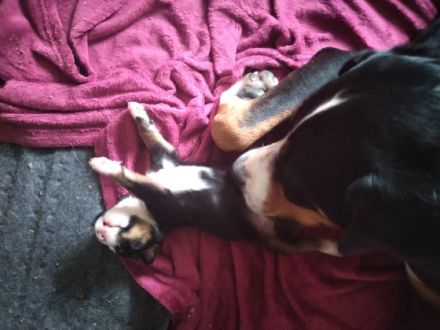 Wir haben Welpen. Bei Abgabe entwurmt, geimpft und mit