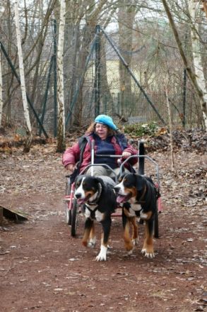 Wir haben Welpen. Bei Abgabe entwurmt, geimpft und mit