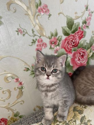 Unsere Katze  zwei gesunden kitten katerchen zu welt